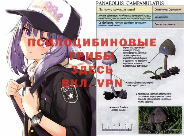 ПСИЛОЦИБИНОВЫЕ ГРИБЫ Алзамай